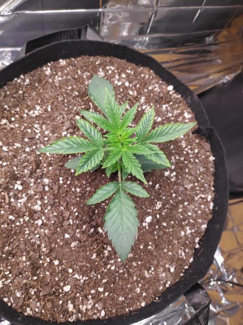 Strawberry milk and qookies remix. Week 1