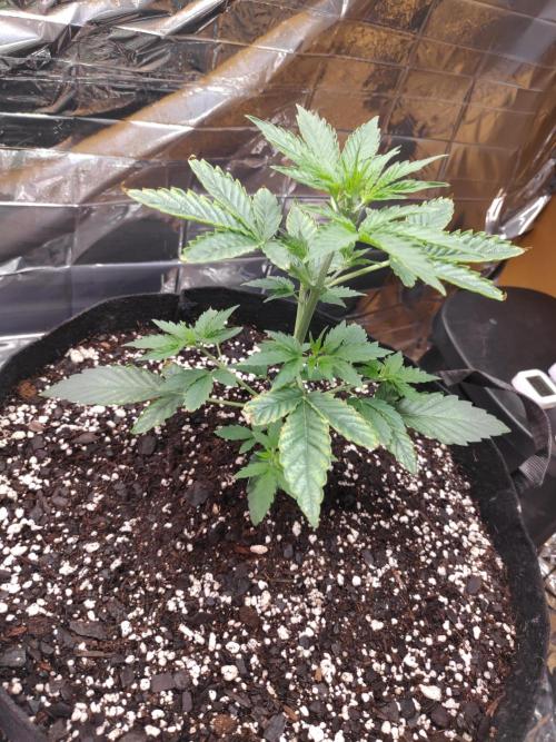 Strawberry milk and qookies remix. Week 2