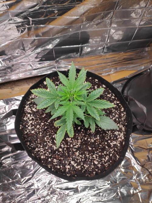 Strawberry milk and qookies remix. Week 2