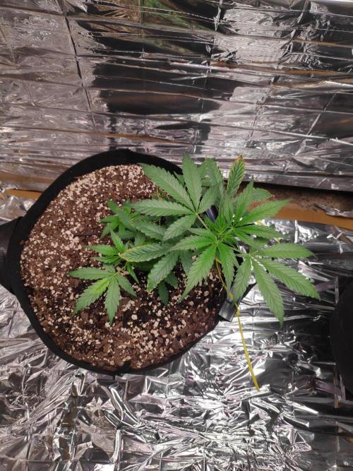 Strawberry milk and qookies remix. Week 3 - Plant2