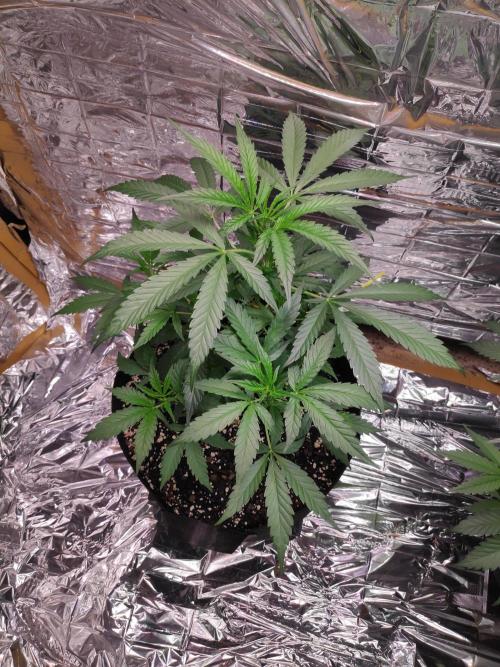 Strawberry milk and qookies remix. Week 4 - Plant 1