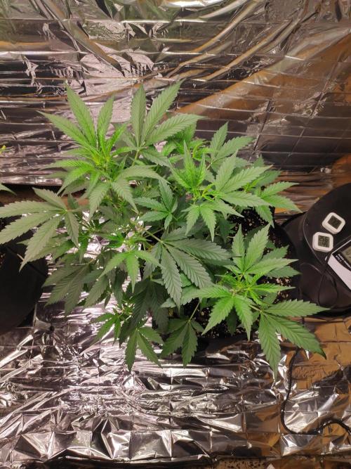 Strawberry milk and qookies remix. Week 4 - Plant 2