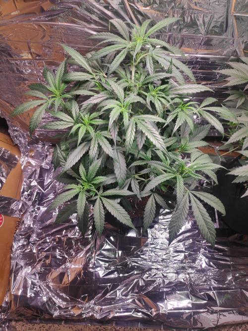 Strawberry milk and qookies remix. Week 6