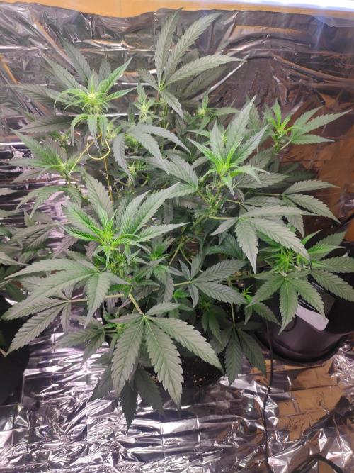 Strawberry milk and qookies remix. Week 6