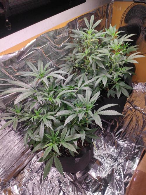 Strawberry milk and qookies remix. Week 6