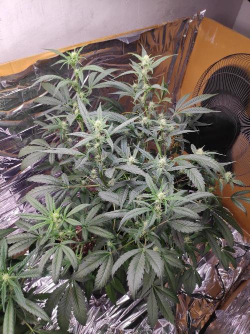 Strawberry milk and qookies remix. Week 7