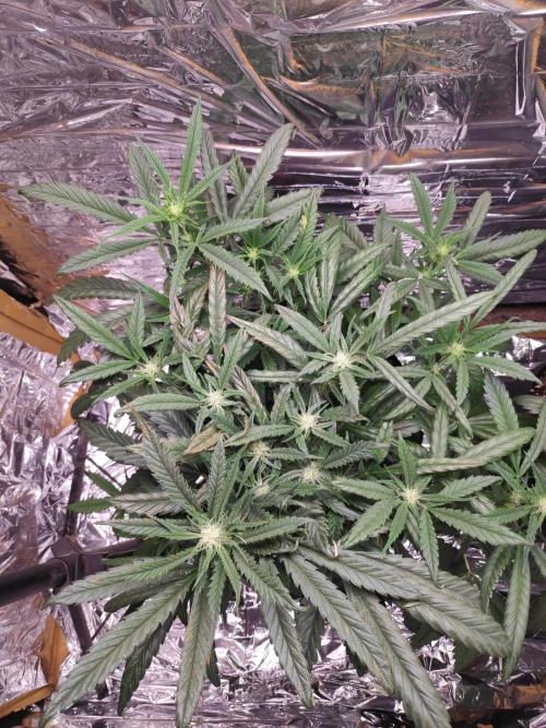 Strawberry milk and qookies remix. Week 7