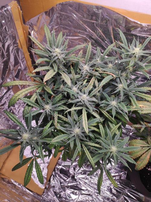 Strawberry milk and qookies remix. Week 8