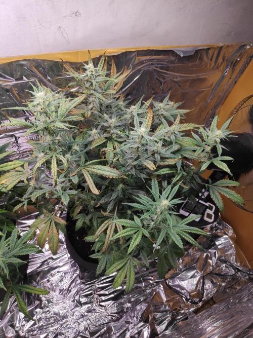 Strawberry milk and qookies remix. Week 8