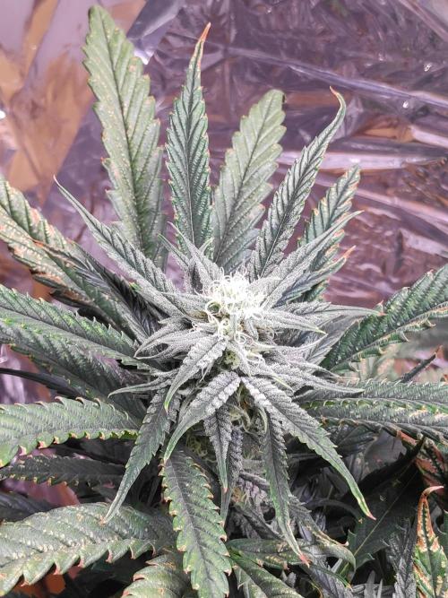 Strawberry milk and qookies remix. Week 8