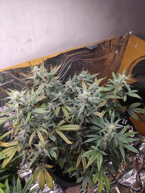 Strawberry milk and qookies remix. Week 9