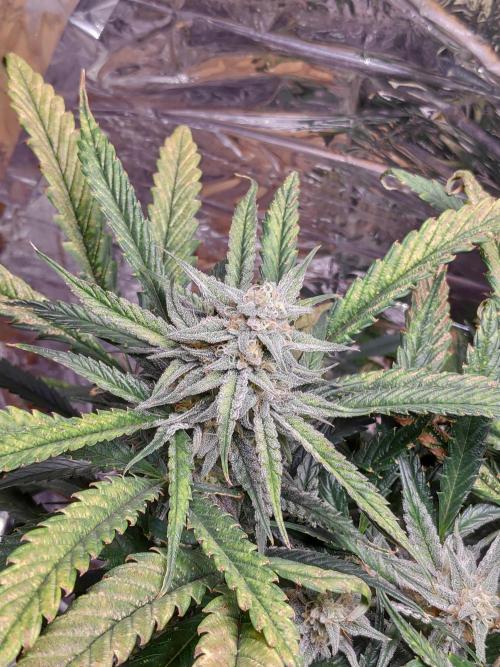 Strawberry milk and qookies remix. Week 10