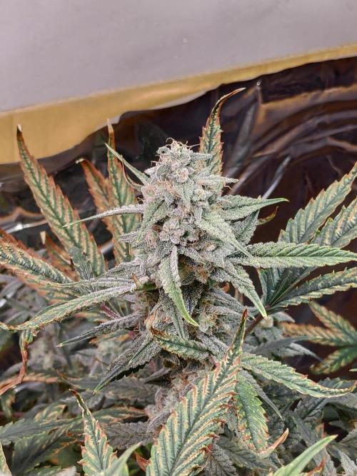 Strawberry milk and qookies remix. Week 10