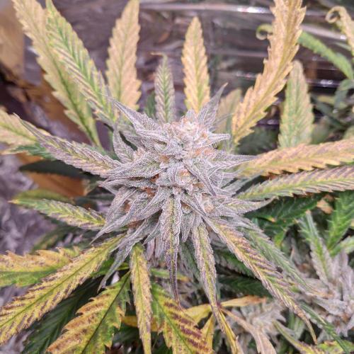 Strawberry milk and qookies remix. Week 11