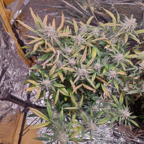 Strawberry milk and qookies remix. Week 11