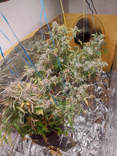 Strawberry milk and qookies remix. Week 12