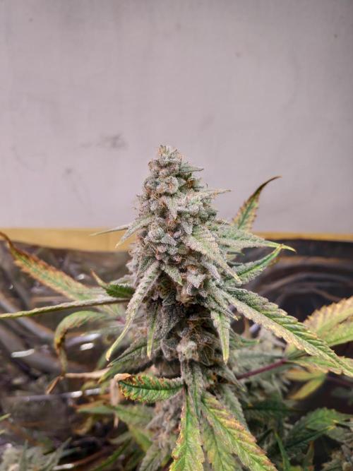 Strawberry milk and qookies remix. Week 12