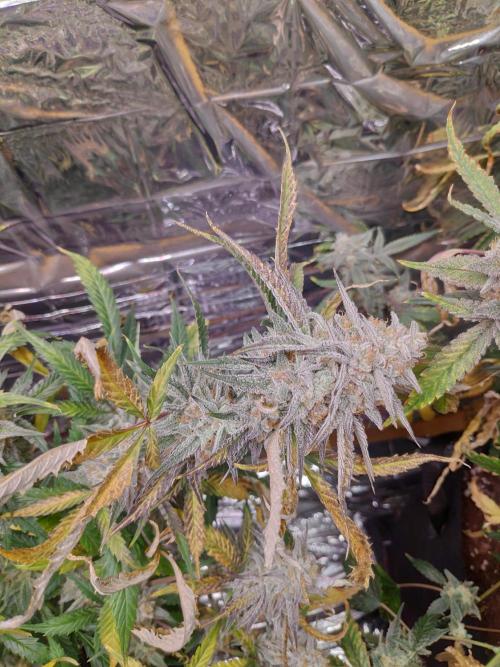 Strawberry milk and qookies remix. Week 12