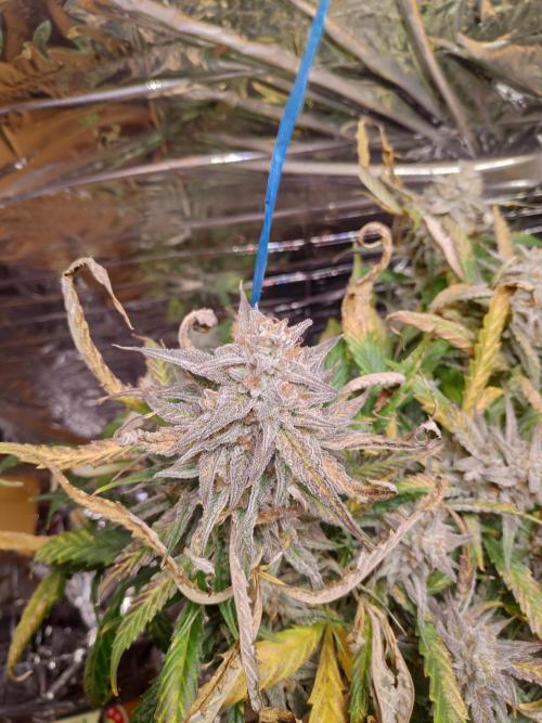 Strawberry milk and qookies remix. Week 12