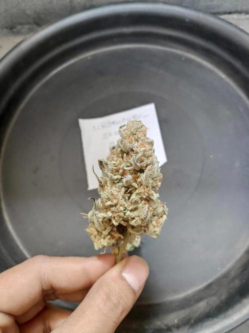 Strawberry Milk and Qookies. Week 13