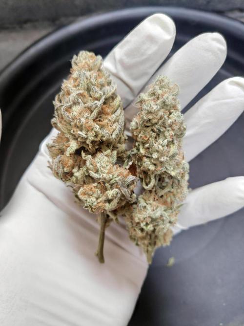 Strawberry milk and qookies remix. Week 13