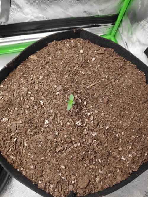 compound genetics. Week 0
