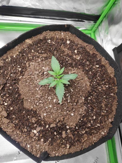 Marshmallow OG. Week 2
