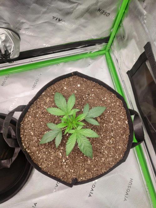 compound genetics. Week 3