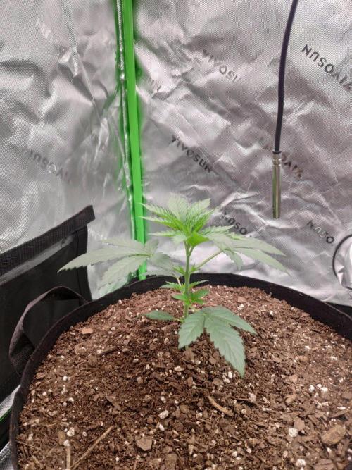compound genetics. Week 3