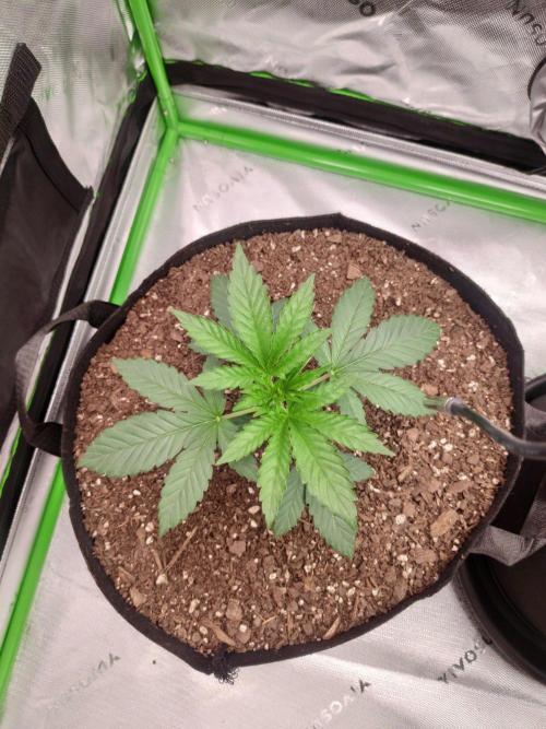 compound genetics. Week 3