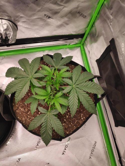 Marshmallow OG. Week 4