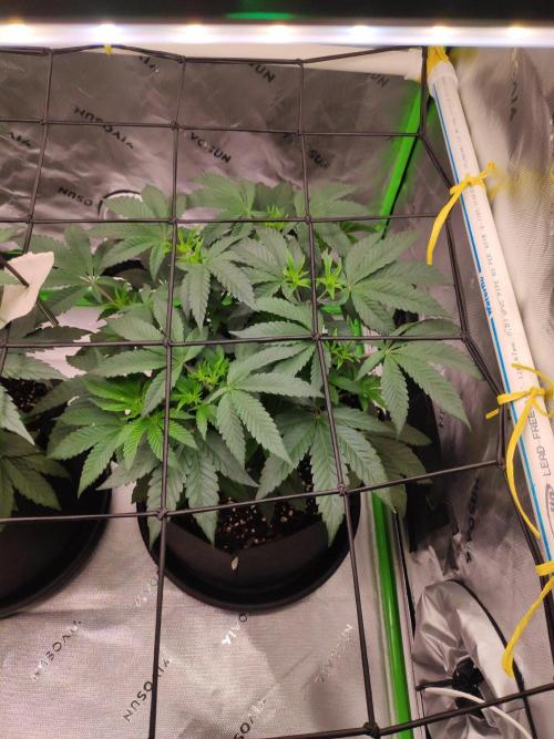 compound genetics. Week 6
