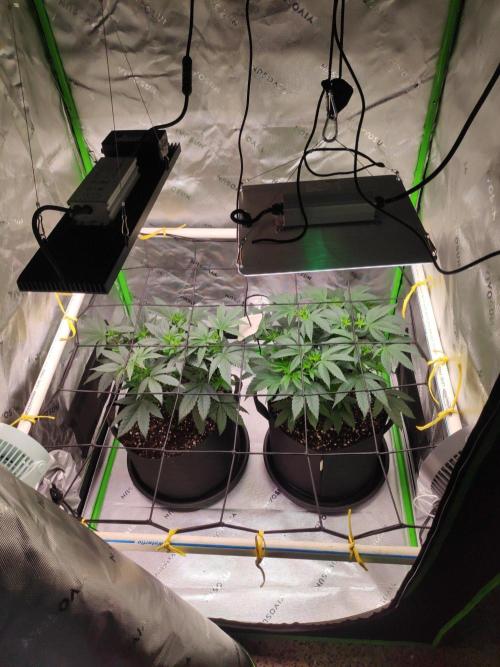 compound genetics. Week 6