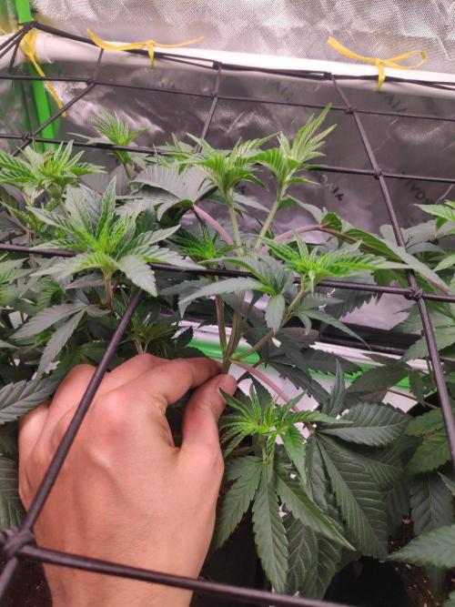 compound genetics