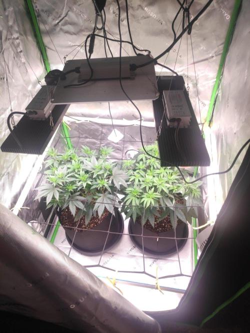 compound genetics