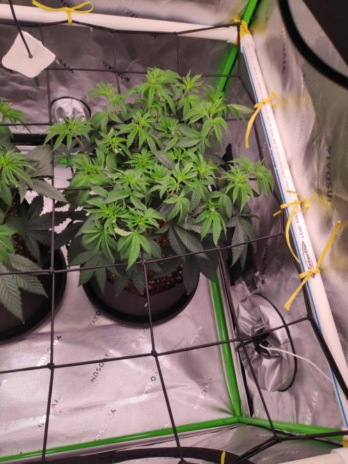 compound genetics. Week 7