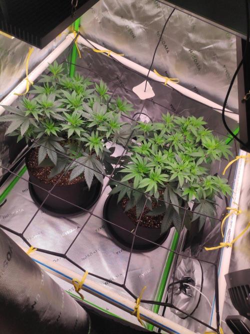 compound genetics. Week 7