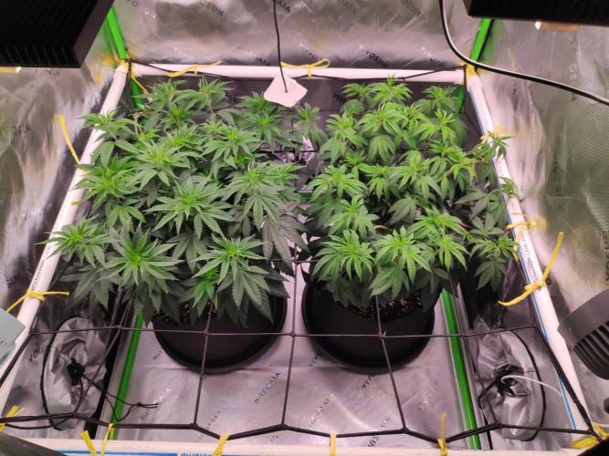 compound genetics. Week 8