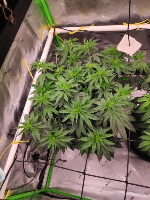compound genetics. Week 8