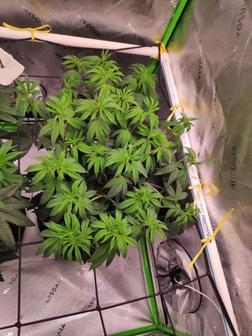 compound genetics. Week 8