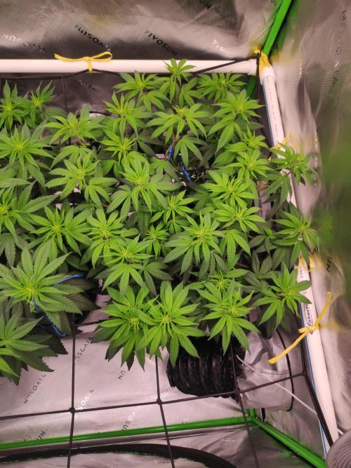compound genetics. Week 9