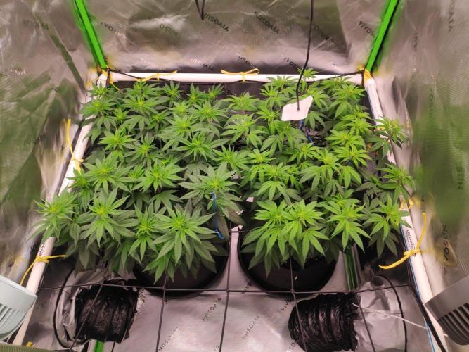 compound genetics. Week 9
