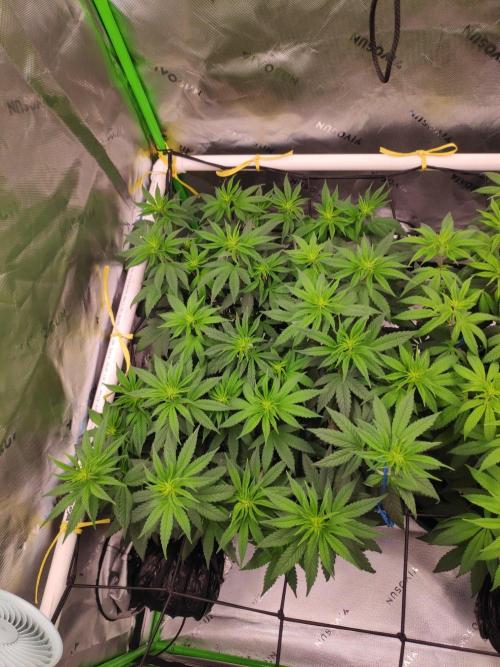 compound genetics. Week 9