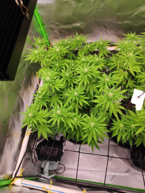 compound genetics. Week 11