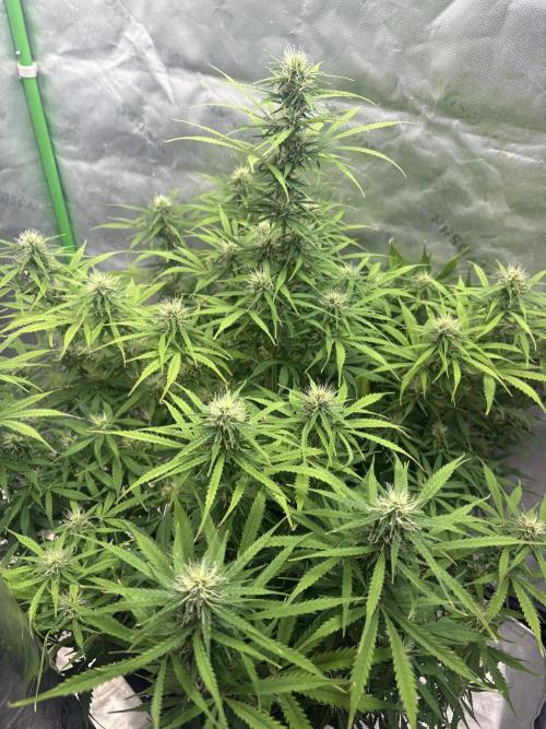 White widow auto. Week 8