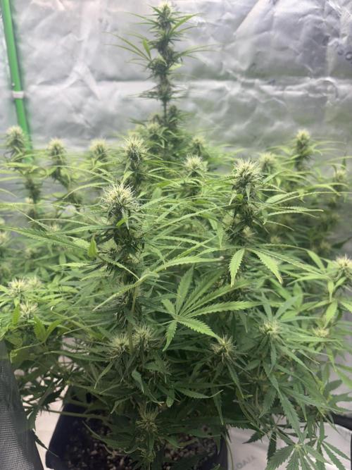 White widow auto. Week 8