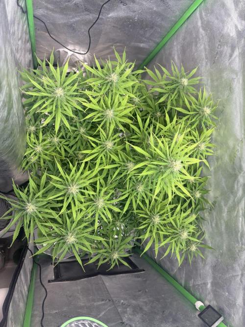 White widow auto. Week 8