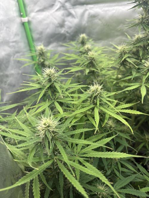 White widow auto. Week 8