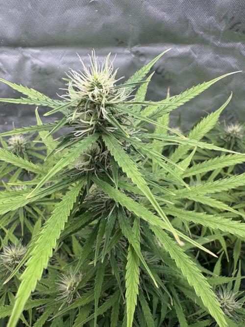 White widow auto. Week 8