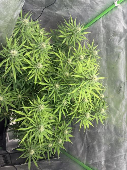 White widow auto. Week 8